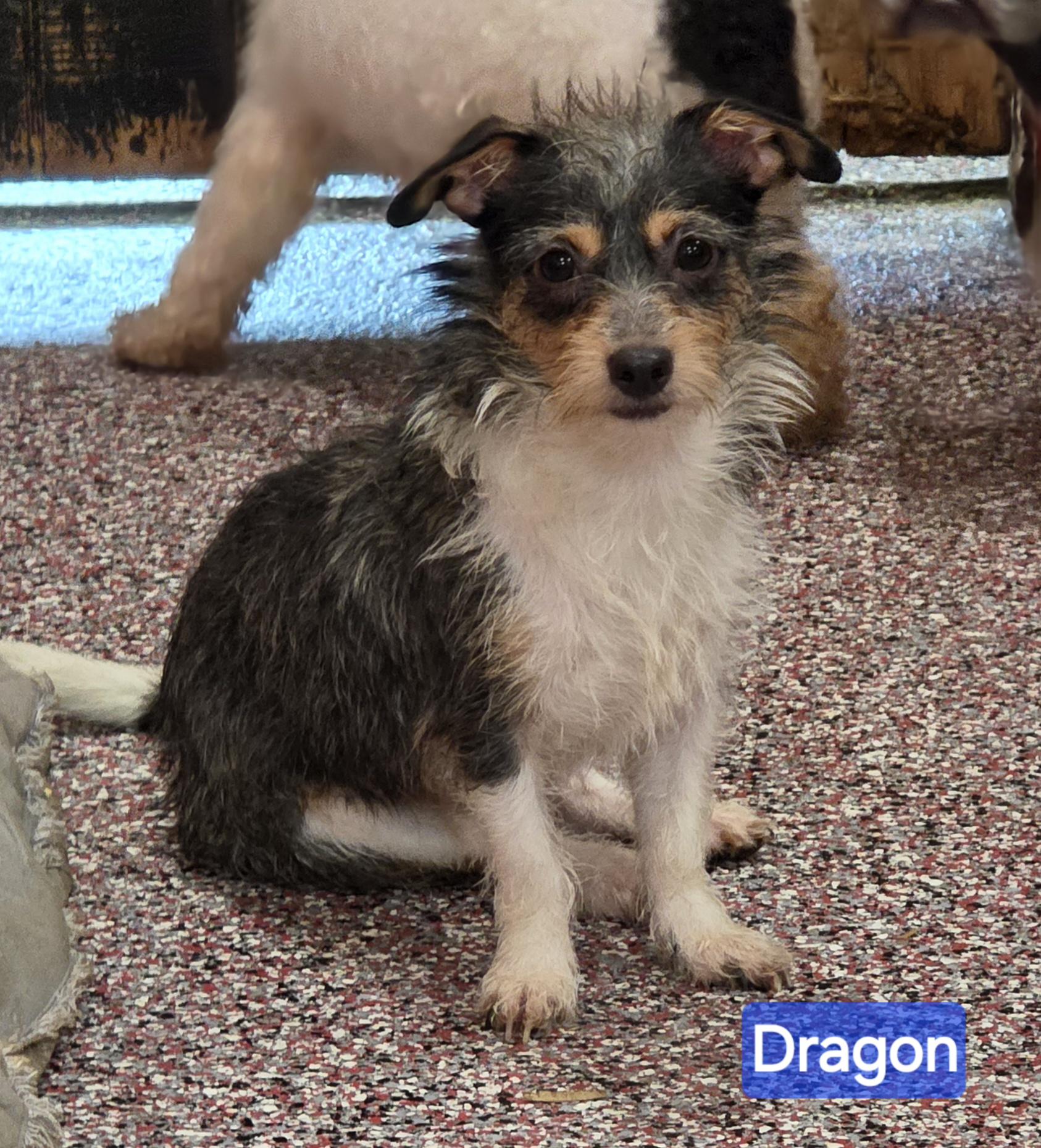 Dragon, ADOPTABLE, Puppy Male Rat Terrier & Chihuahua.