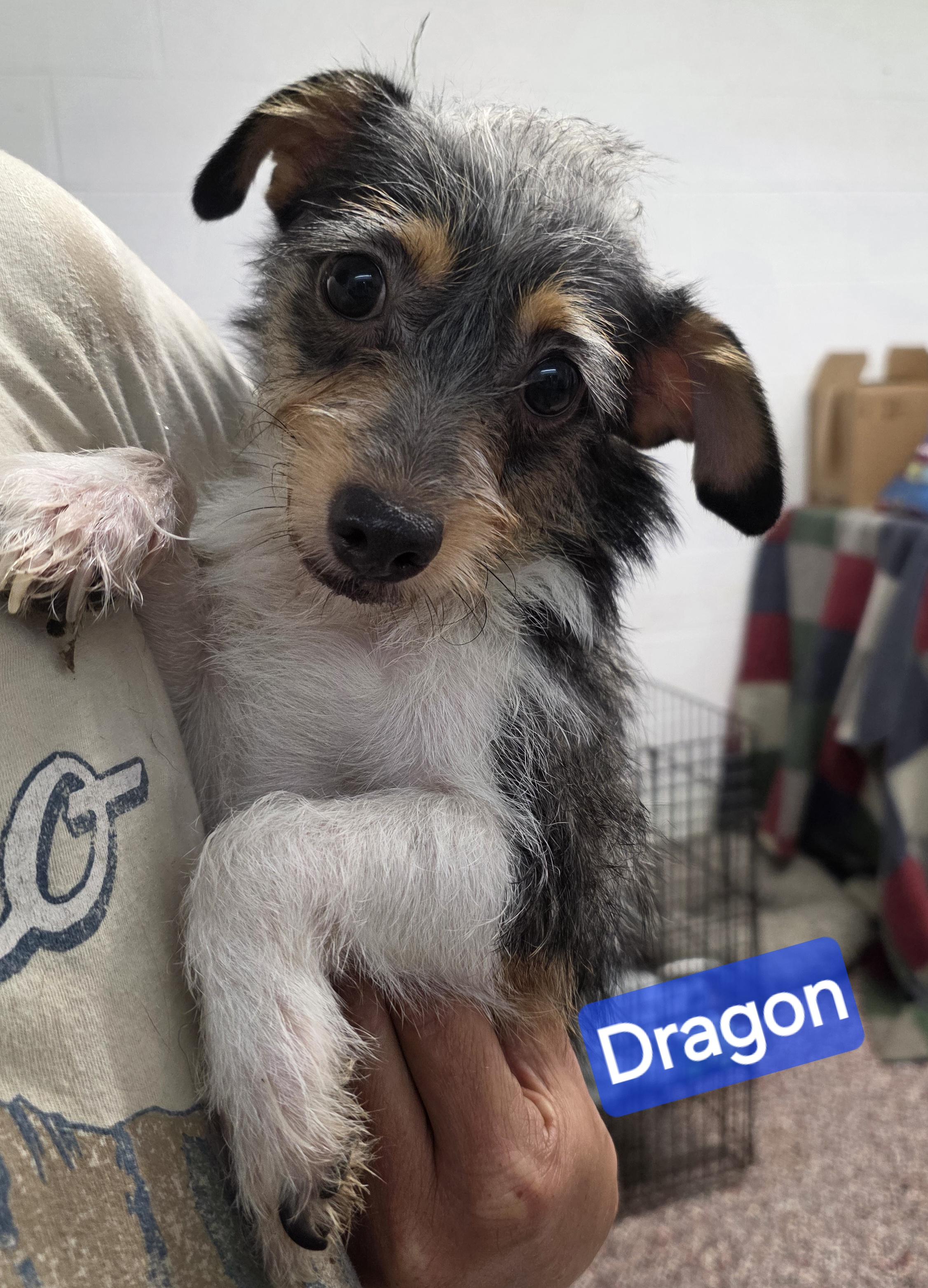 Enlarge Dragon, a Adoptable mixed breed in Wheelersburg, OH image 2/4