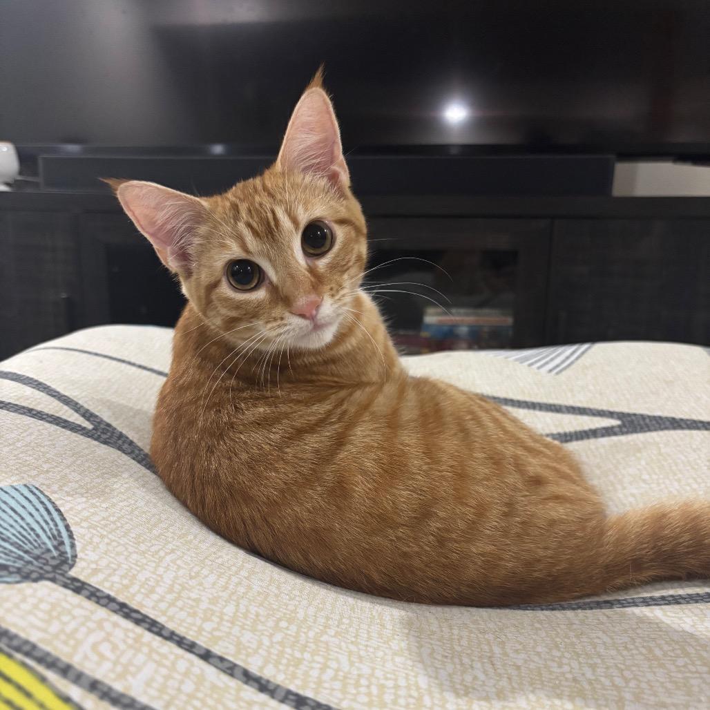 Pop, Adoptable, Kitten Female Domestic Short Hair.
