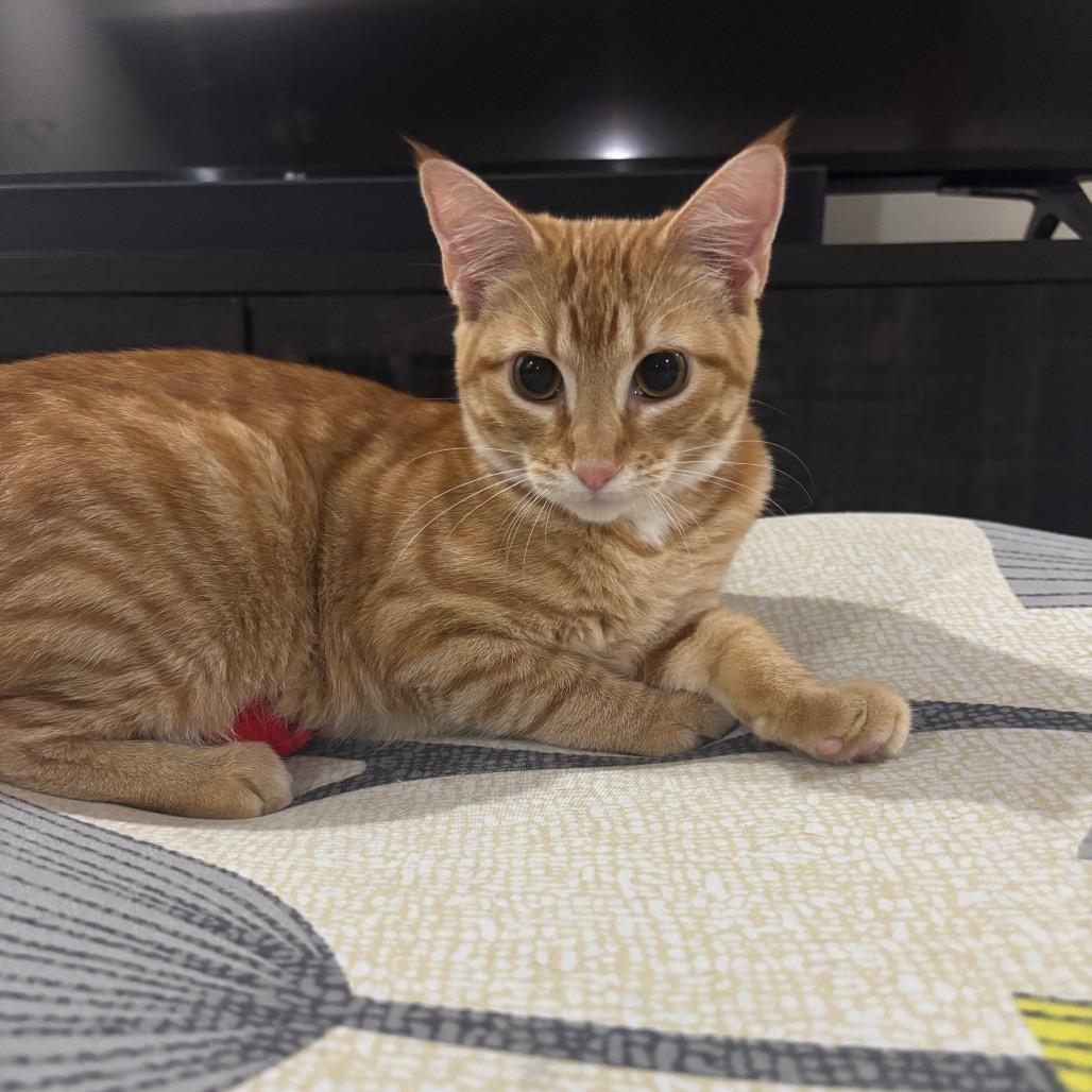 Enlarge Pop, a Adoptable Domestic Short Hair in Madison, WI image 2/3