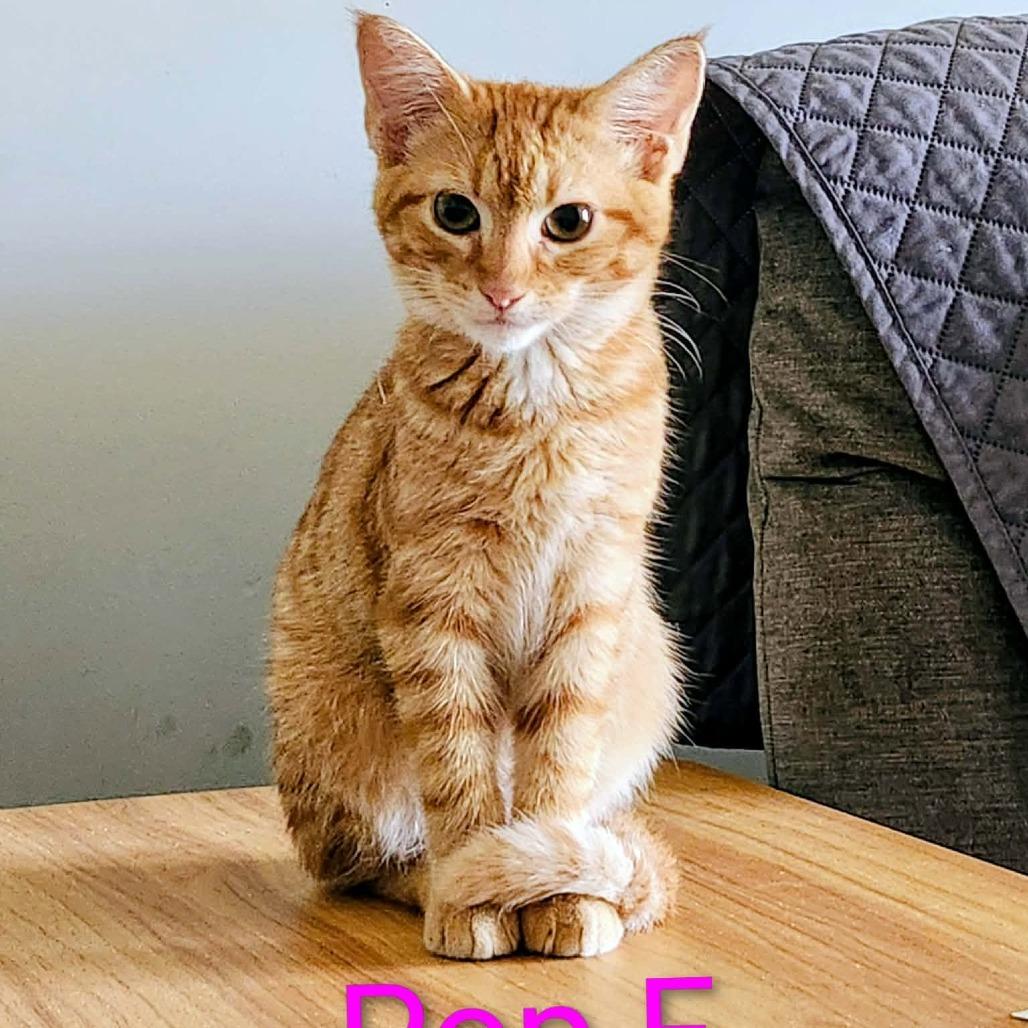 Enlarge Pop, a Adoptable Domestic Short Hair in Madison, WI image 3/3
