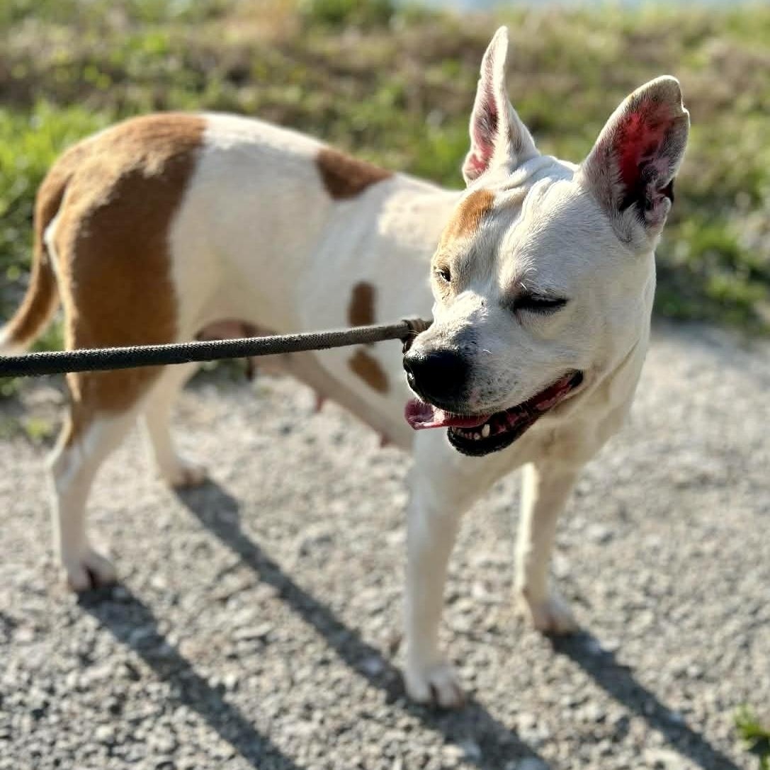 Enlarge Pippa, a ADOPTABLE mixed breed in Watertown, CT image 6/6