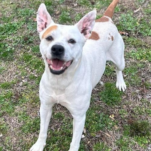 Enlarge Pippa, a ADOPTABLE mixed breed in Watertown, CT image 2/6