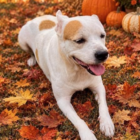 Enlarge Pippa, a Adoptable mixed breed in Watertown, CT image 3/6