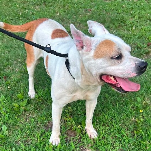 Pippa, a ADOPTABLE mixed breed in Watertown, CT image 6/6