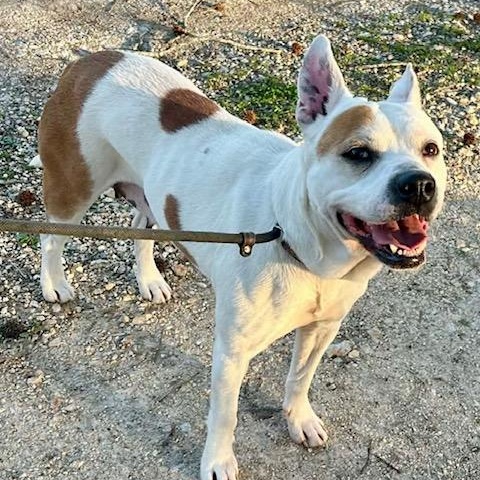 Enlarge Pippa, a ADOPTABLE mixed breed in Watertown, CT image 3/6
