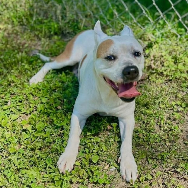 Enlarge Pippa, a ADOPTABLE mixed breed in Watertown, CT image 2/6