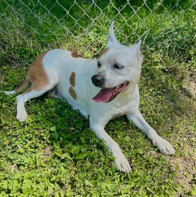 Enlarge Pippa, a ADOPTABLE mixed breed in Watertown, CT image 6/6