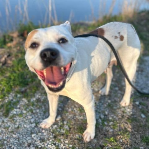 Enlarge Pippa, a ADOPTABLE mixed breed in Watertown, CT image 5/6