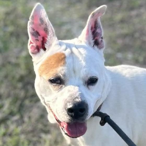 Enlarge Pippa, a ADOPTABLE mixed breed in Watertown, CT image 4/6