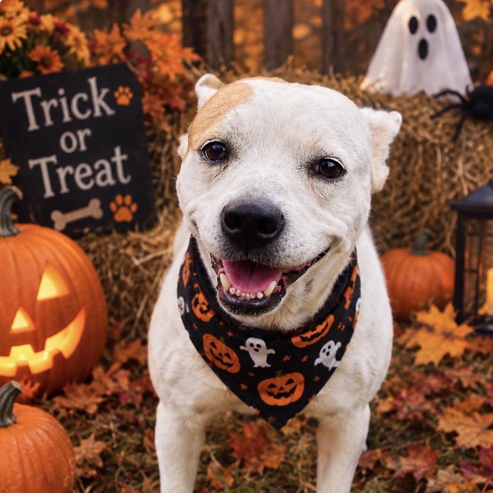 Enlarge Pippa, a Adoptable mixed breed in Watertown, CT image 2/6