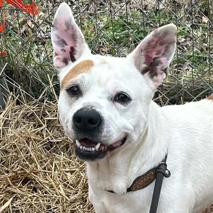 Pippa, ADOPTABLE, Adult Female American Bully & Boston Terrier.