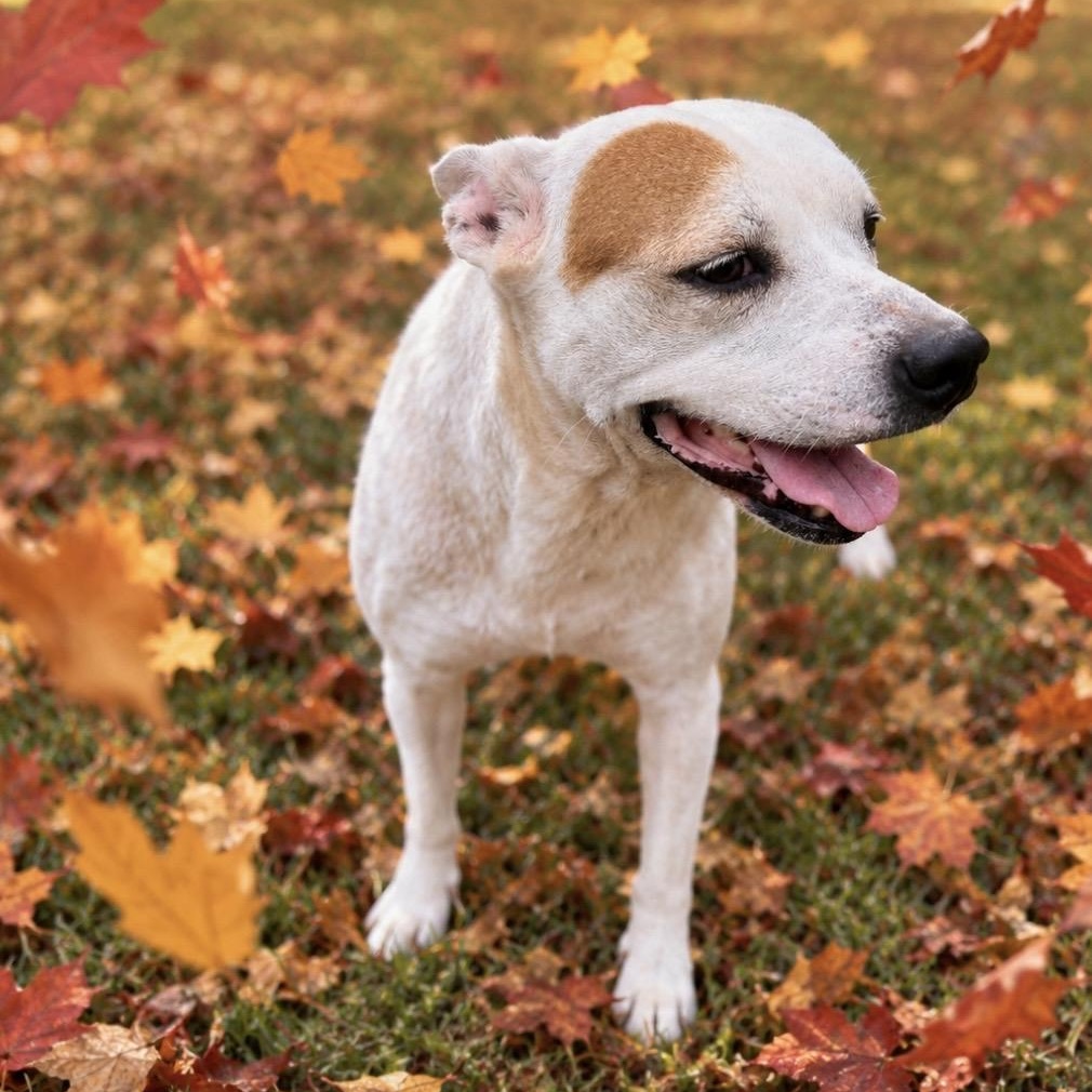 Enlarge Pippa, a Adoptable mixed breed in Watertown, CT image 4/6
