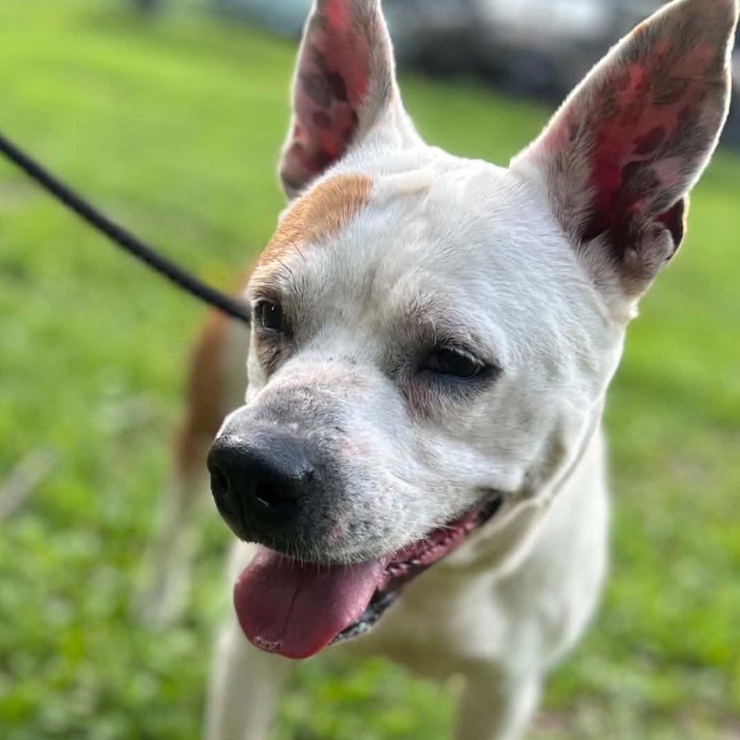 Pippa, a ADOPTABLE mixed breed in Watertown, CT image 1/6
