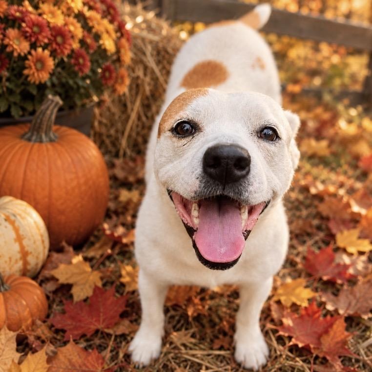 Pippa, Adoptable, Adult Female American Bully & Boston Terrier.