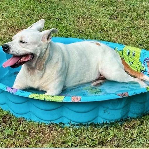 Pippa - loves her pool, ADOPTABLE, Adult Female American Bully & Boston Terrier.