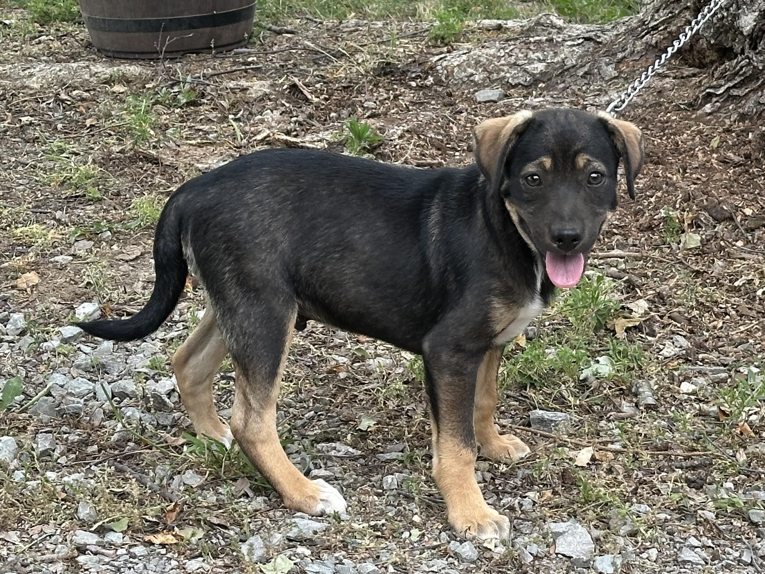 Tadd, ADOPTABLE, Puppy Male Feist & Terrier.