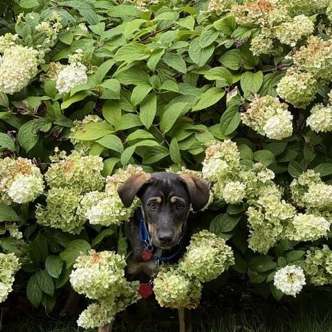 Tadd - Come Meet Me, ADOPTABLE, Puppy Male Feist & Terrier.