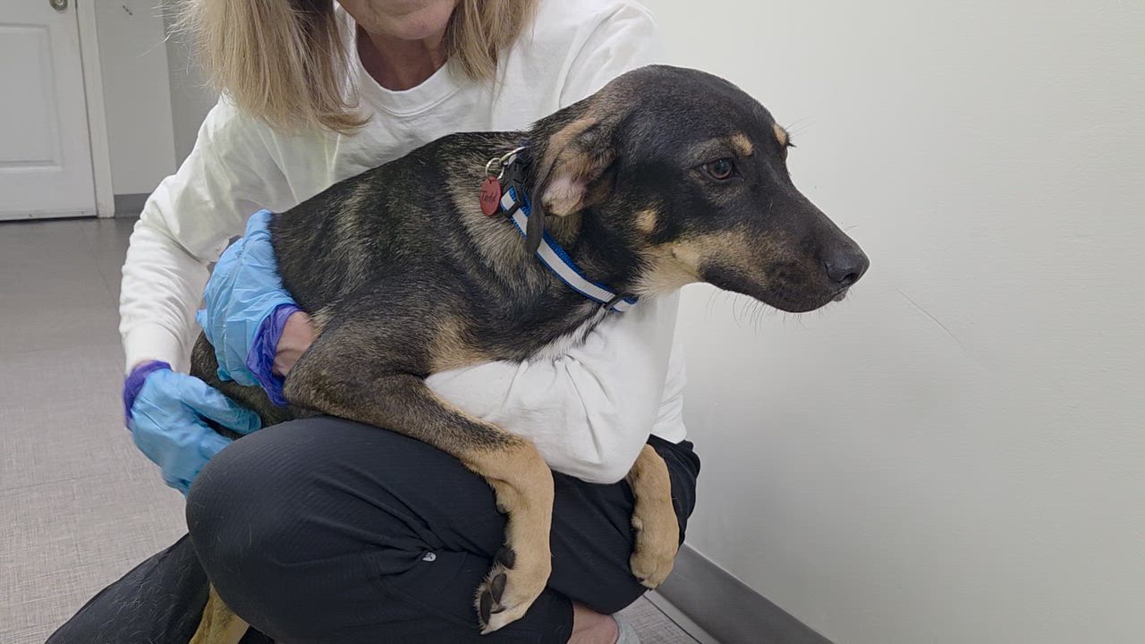 Enlarge Tadd, a Adopted mixed breed in Medfield, MA video 3/3