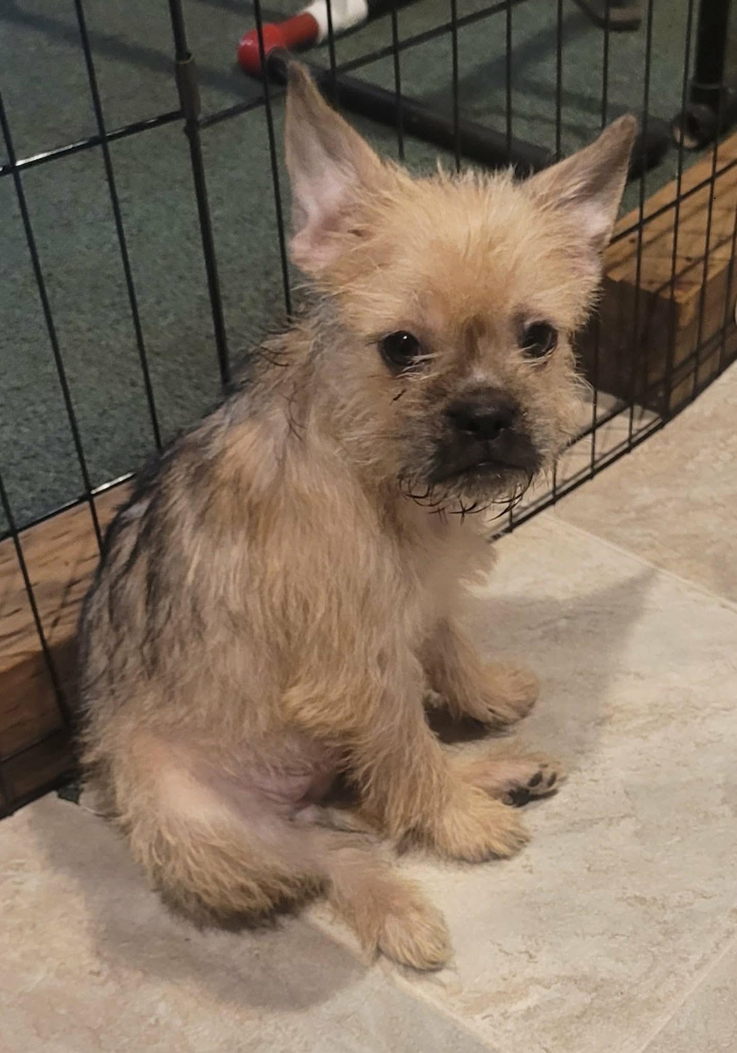 Tipsy, an adopted mixed breed in Beavercreek, OR image 1/6