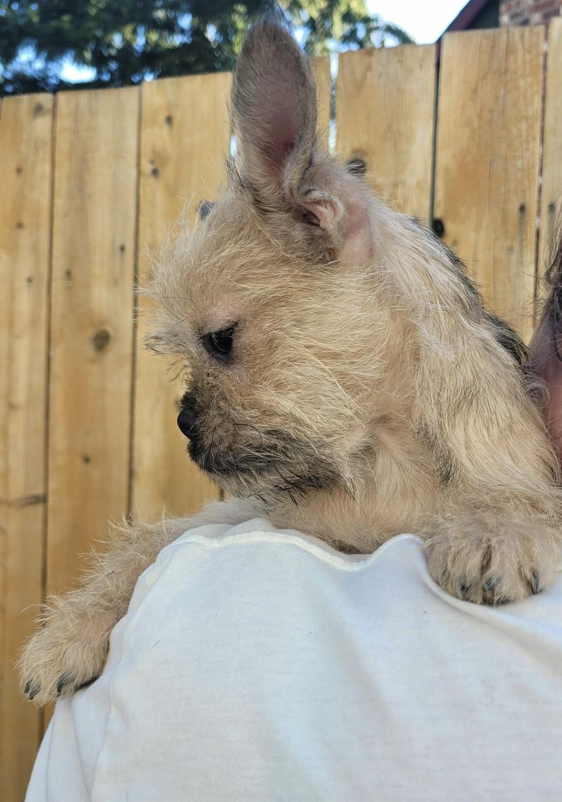 Tipsy, an adopted mixed breed in Beavercreek, OR image 4/6