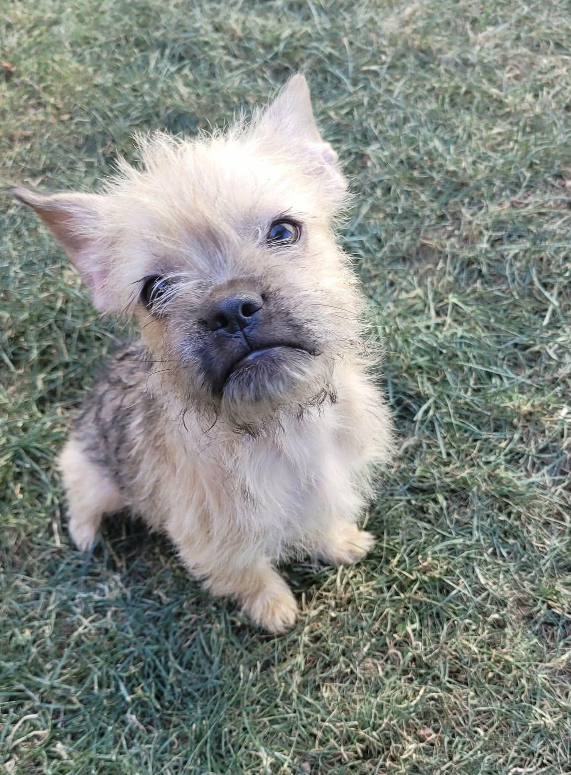 Tipsy, an adopted mixed breed in Beavercreek, OR image 3/6