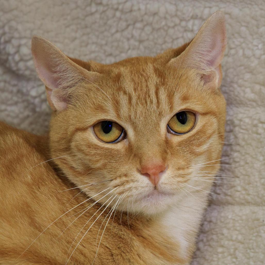 Enlarge Blaze, a Adoptable Domestic Short Hair in Versailles, KY image 1/2