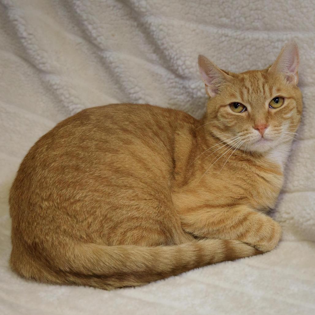 Enlarge Blaze, a Adoptable Domestic Short Hair in Versailles, KY image 2/2