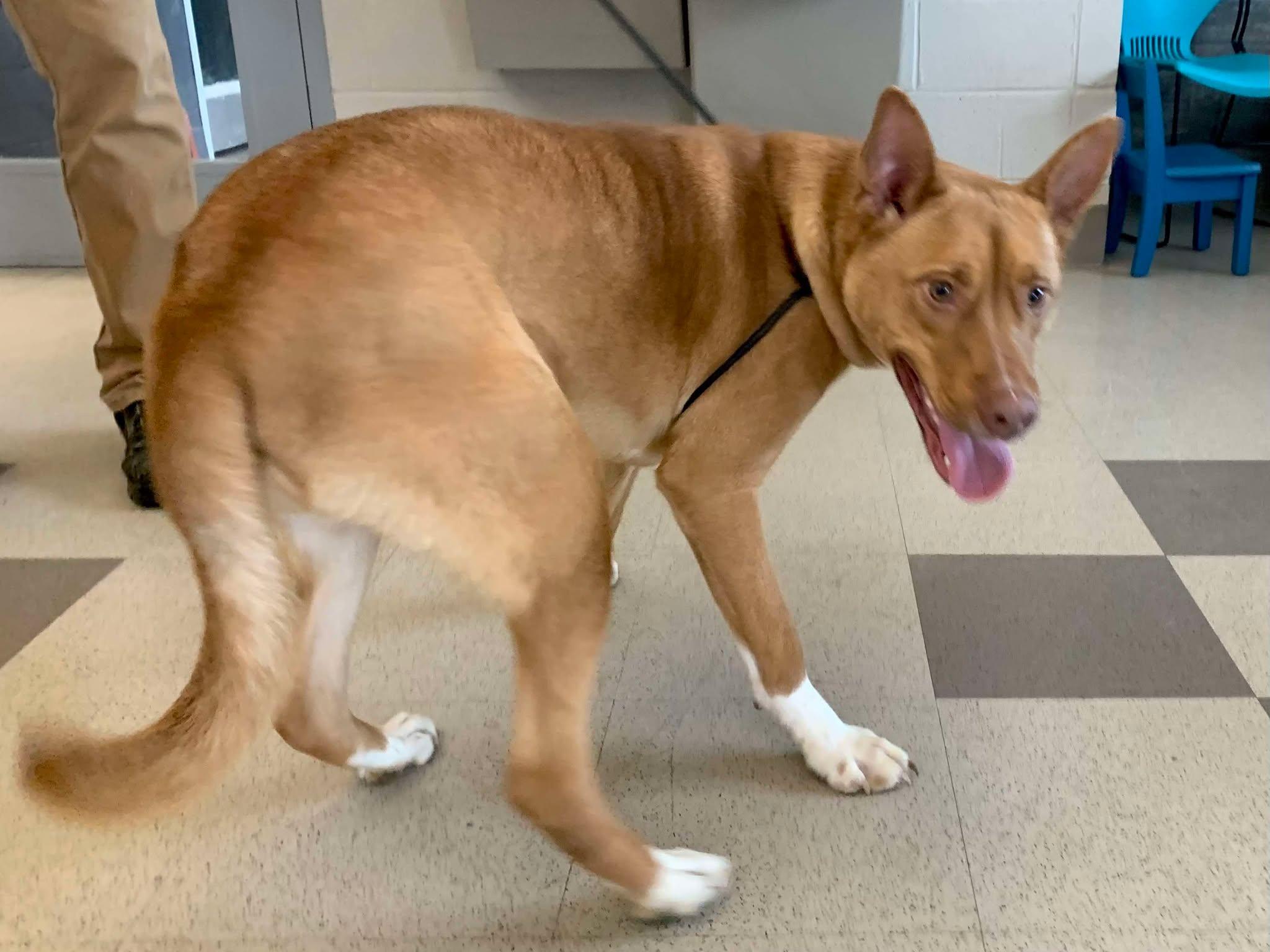 Archer, Adopted, Young Male Husky & Pit Bull Terrier.