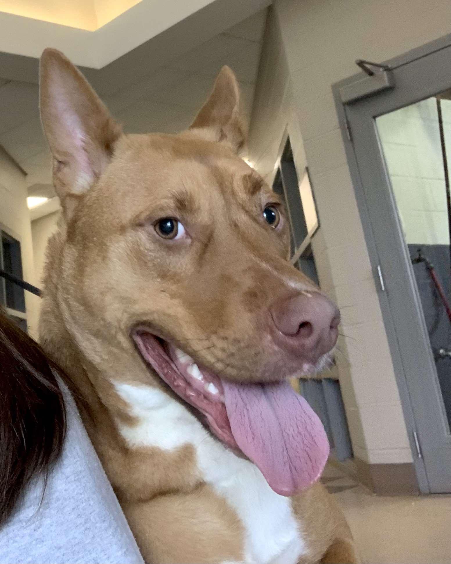 Archer, Adopted, Young Male Husky & Pit Bull Terrier.