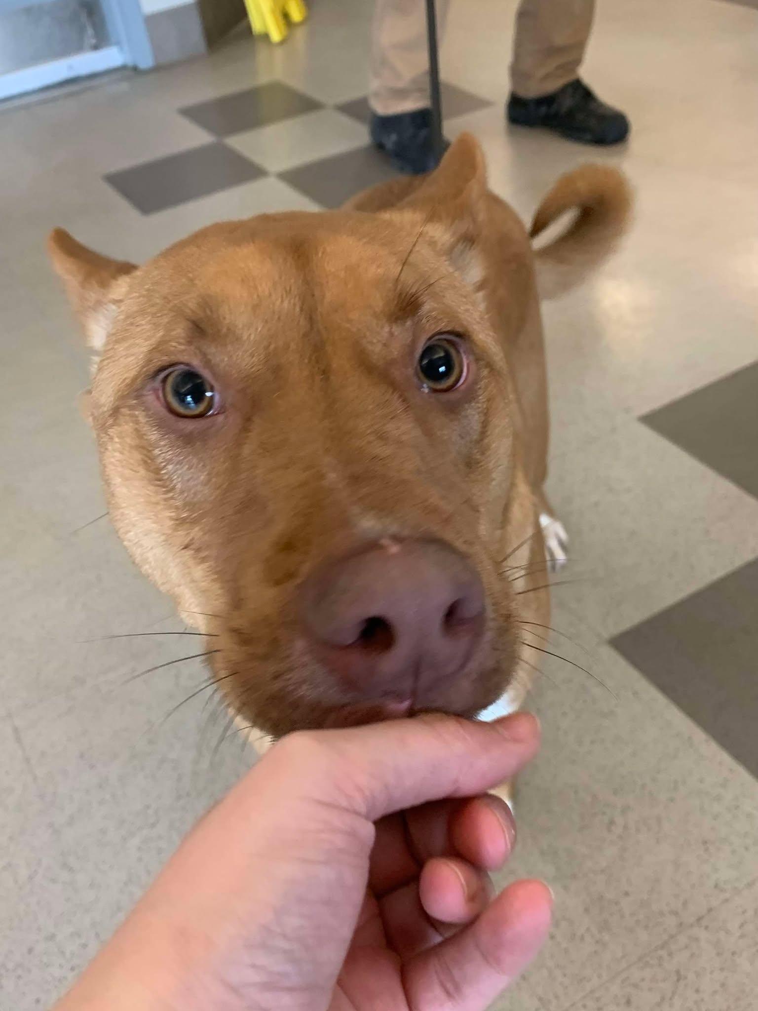 Enlarge Archer, a Adopted mixed breed in Brevard, NC image 2/3