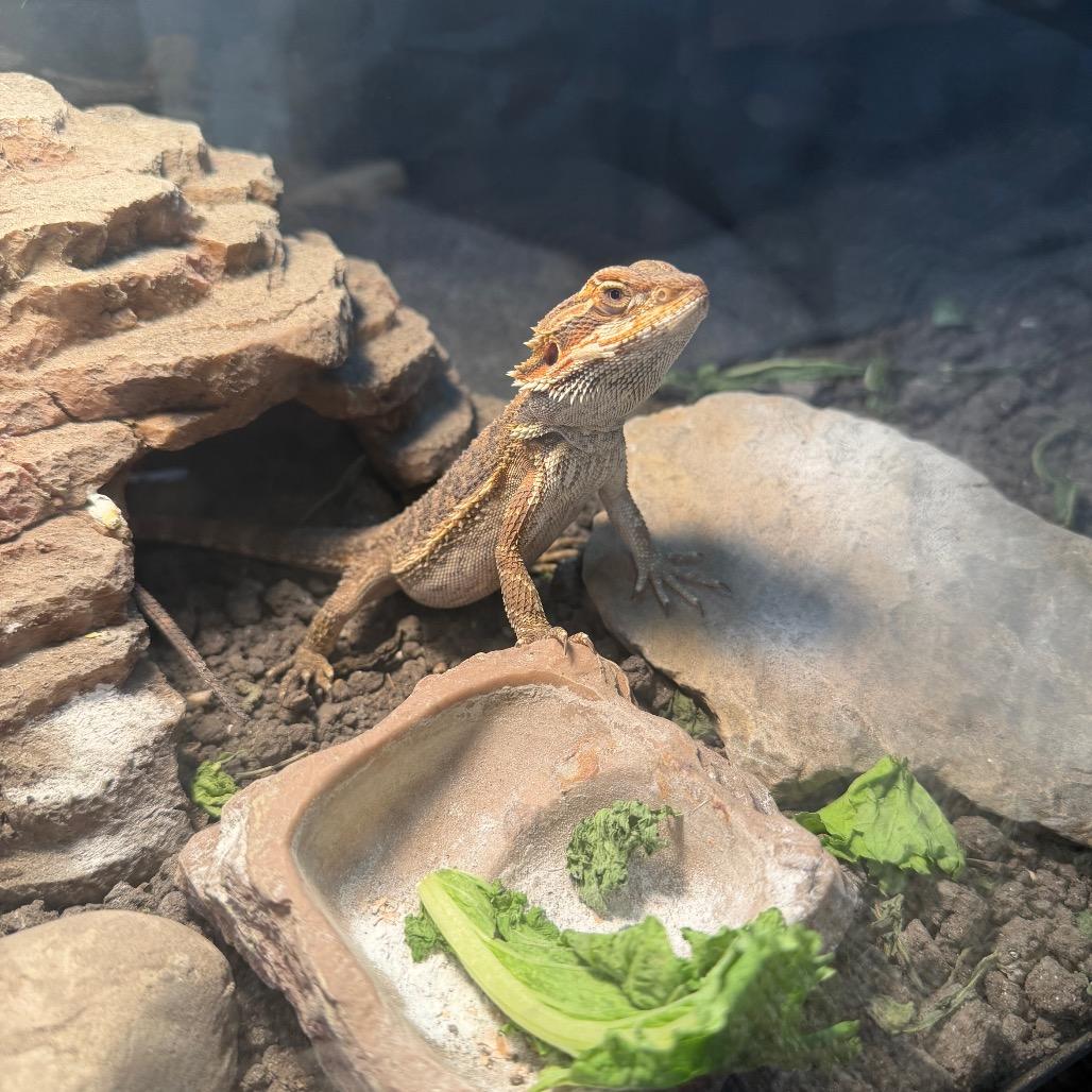 Eddie, ADOPTABLE, Young Unknown Bearded Dragon.