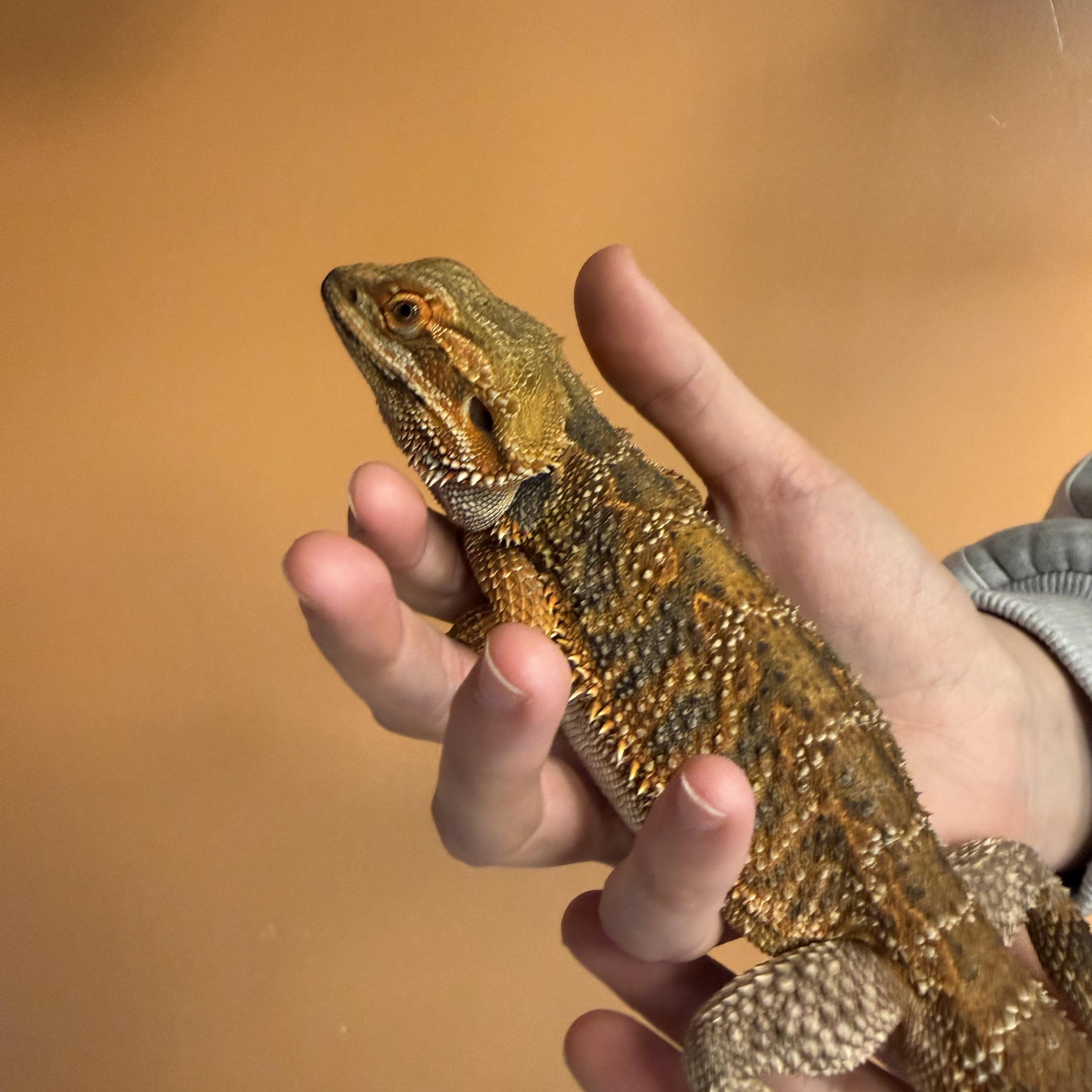 Enlarge Baby Eddie, a ADOPTABLE Bearded Dragon in Muncie, IN image 2/4
