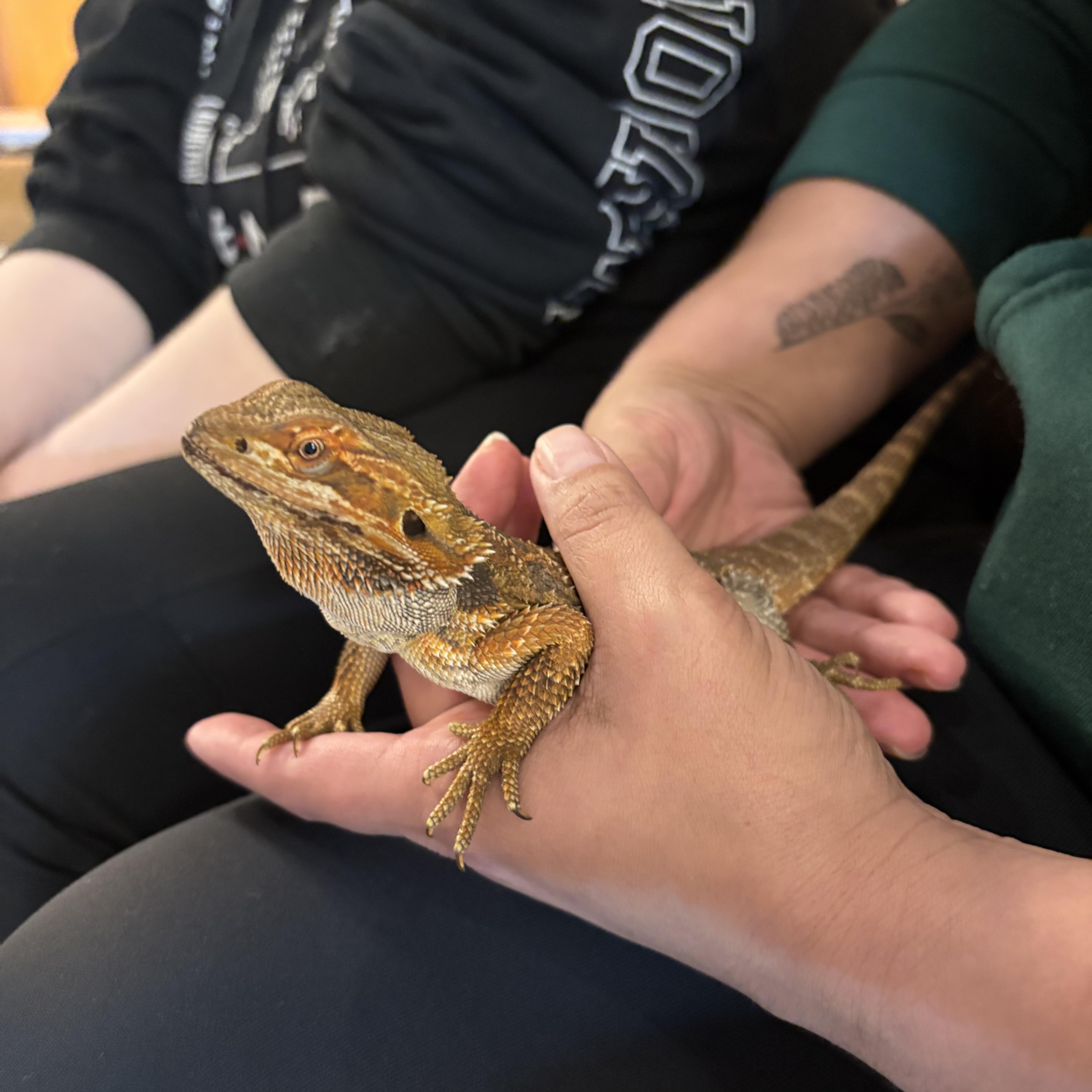 Enlarge Baby Eddie, a ADOPTABLE Bearded Dragon in Muncie, IN image 4/4