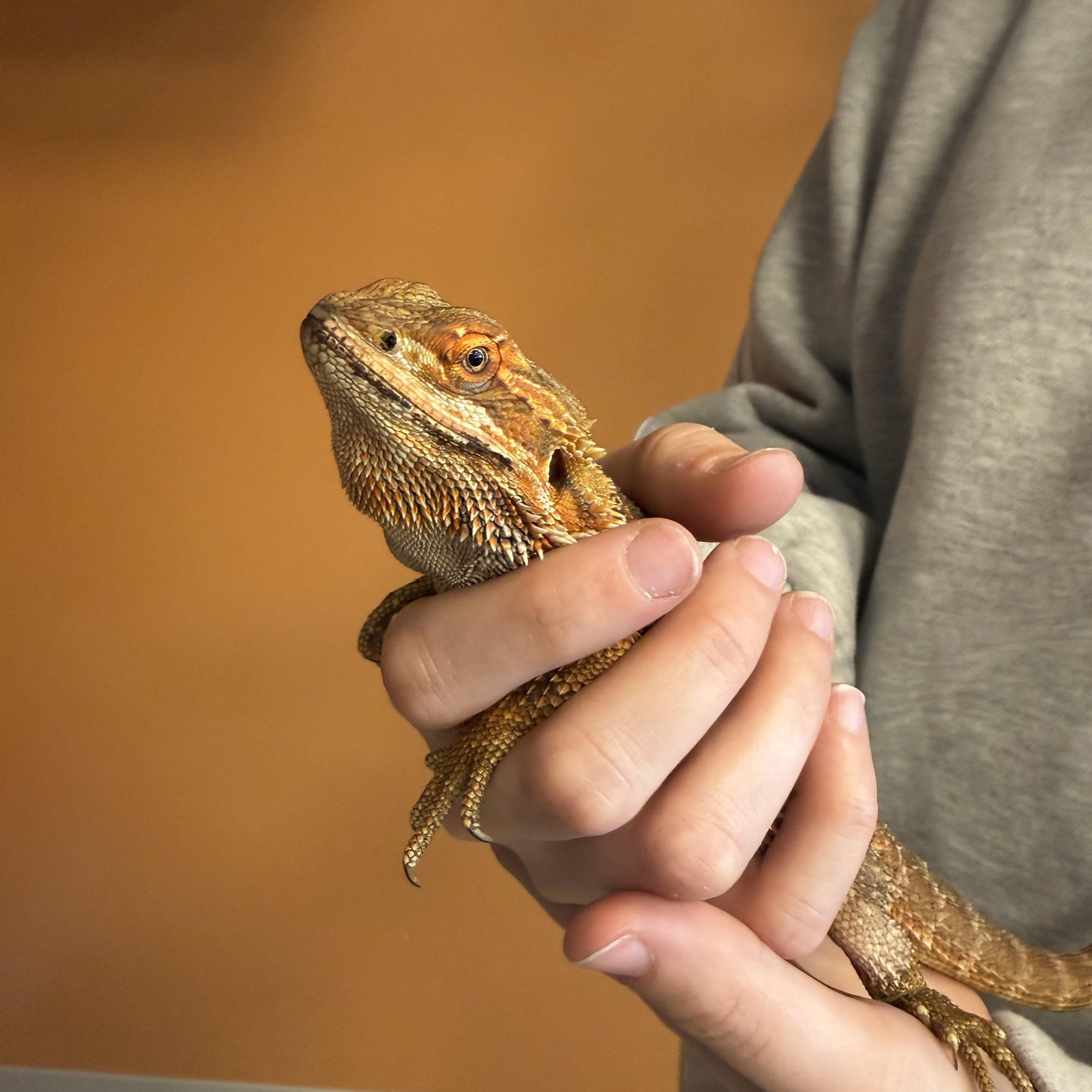 Baby Eddie, ADOPTABLE, Young Unknown Bearded Dragon.