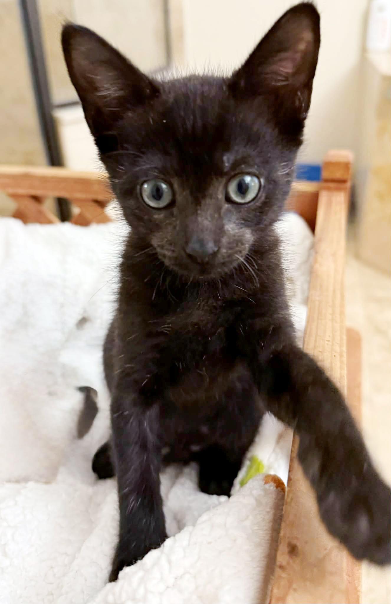 Enlarge Citra, a ADOPTABLE mixed breed in Lake Monroe, FL image 1/1