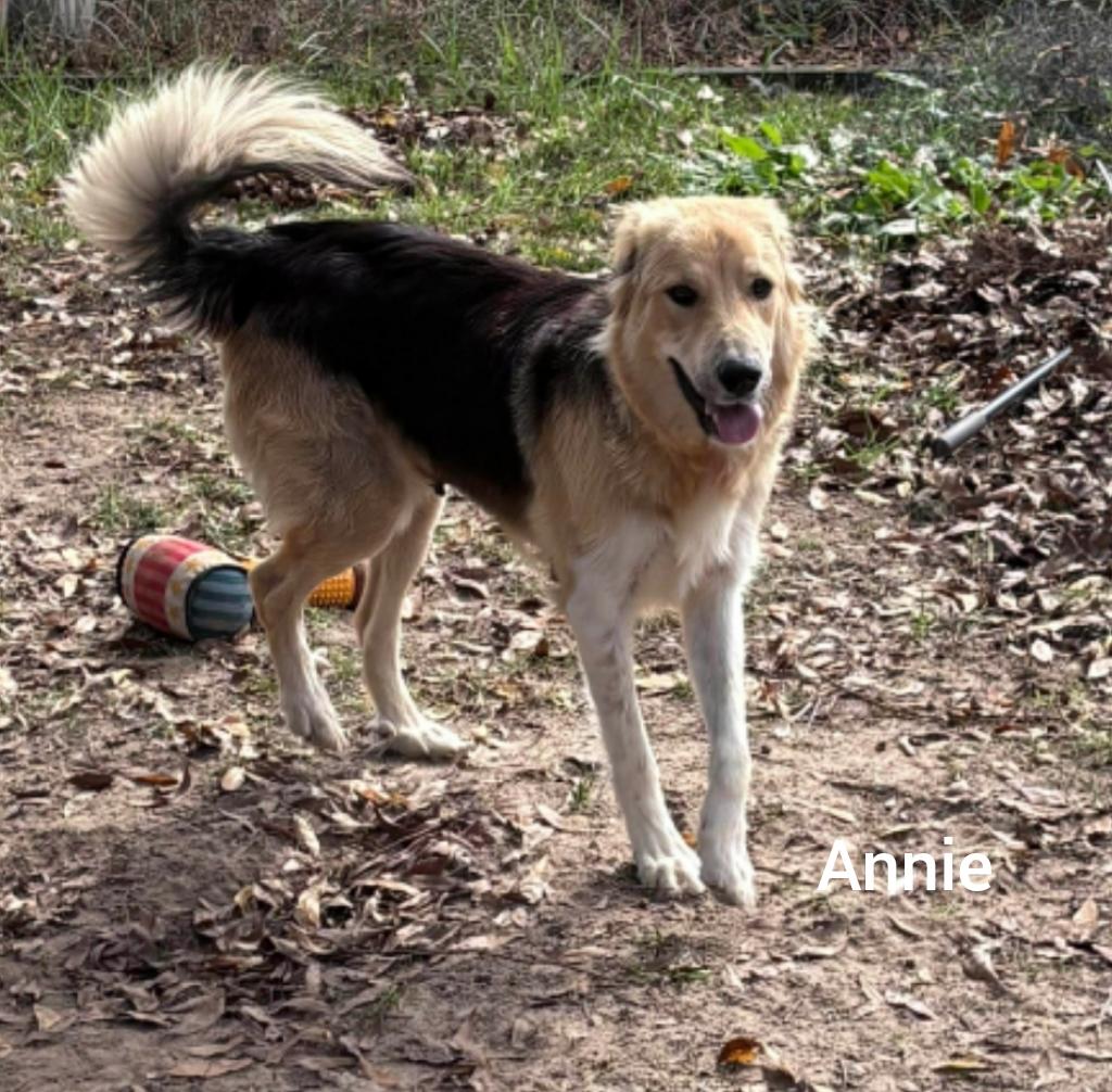 Enlarge Annie ( Orlando, FL), a ADOPTABLE mixed breed in Orlando, FL image 3/3