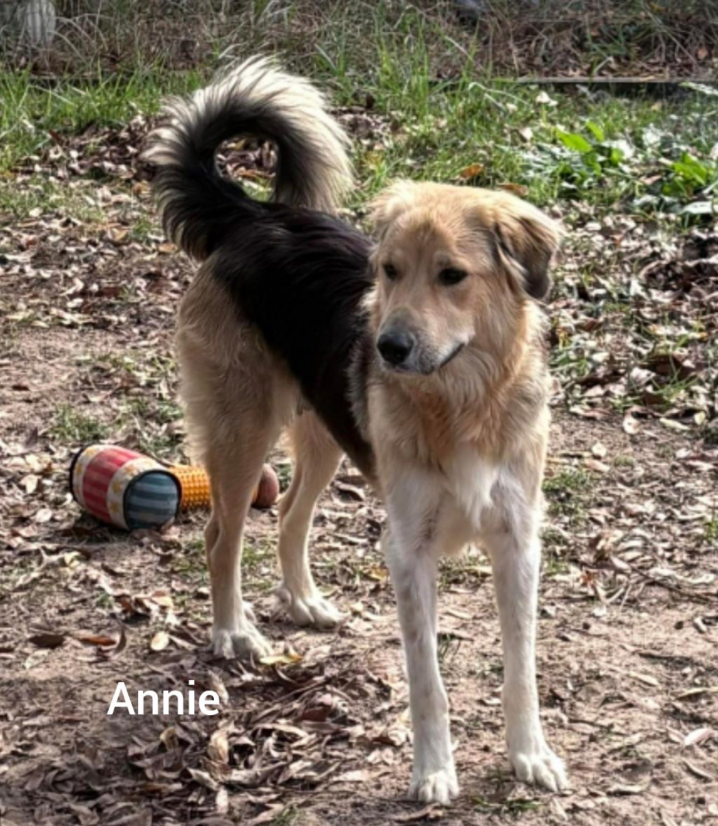 Enlarge Annie ( Orlando, FL), a ADOPTABLE mixed breed in Orlando, FL image 1/3
