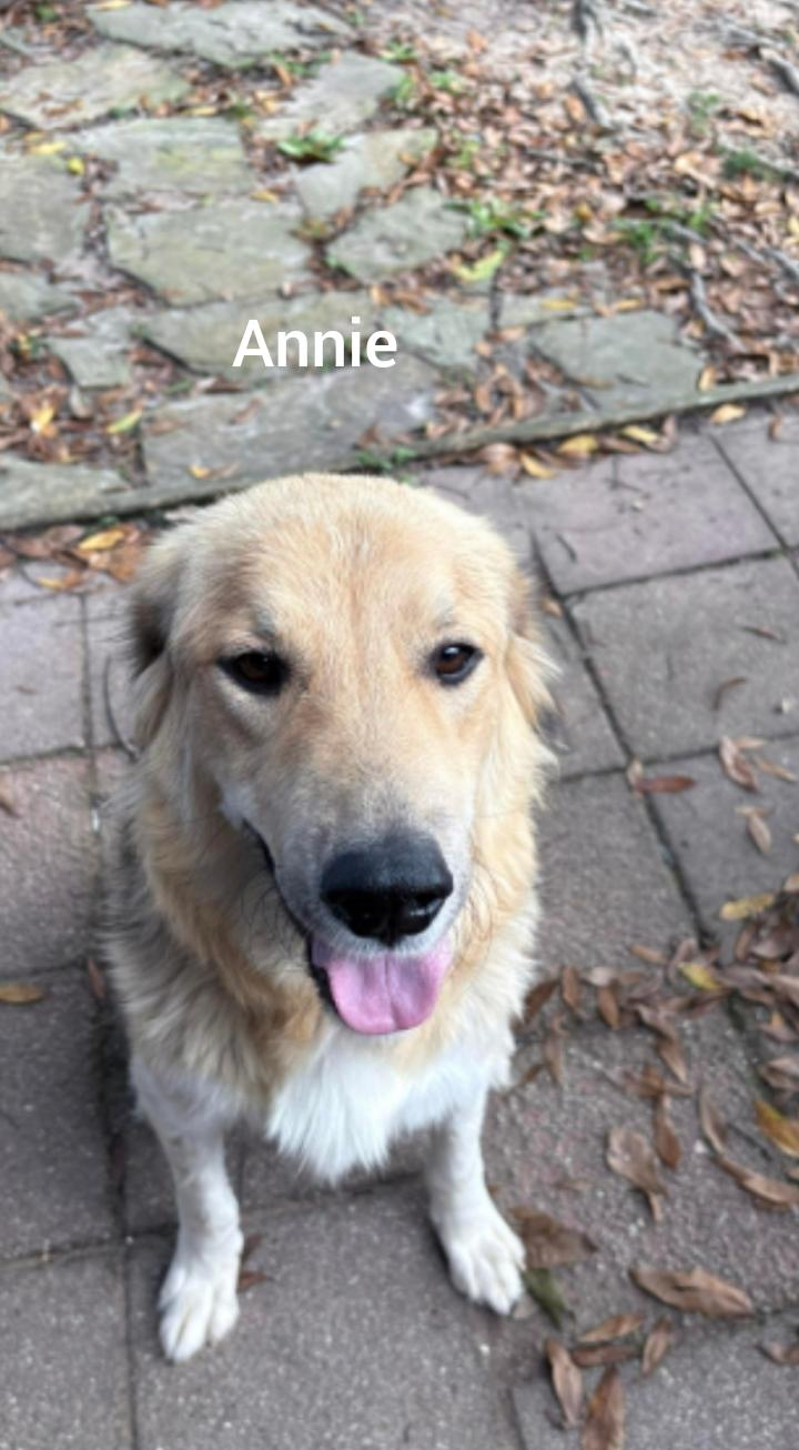 Enlarge Annie ( Orlando, FL), a ADOPTABLE mixed breed in Orlando, FL image 2/3