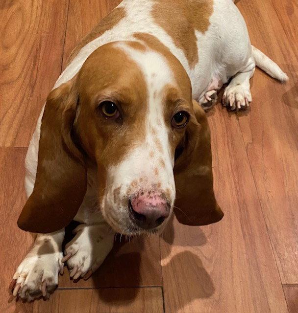 Enlarge Cleo, a Adoptable Basset Hound in Petaluma, CA image 1/2