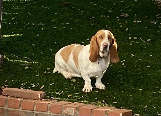 Cleo, Adoptable, Adult Female Basset Hound.