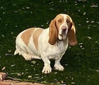 Enlarge Cleo, a Adoptable Basset Hound in Petaluma, CA image 2/2