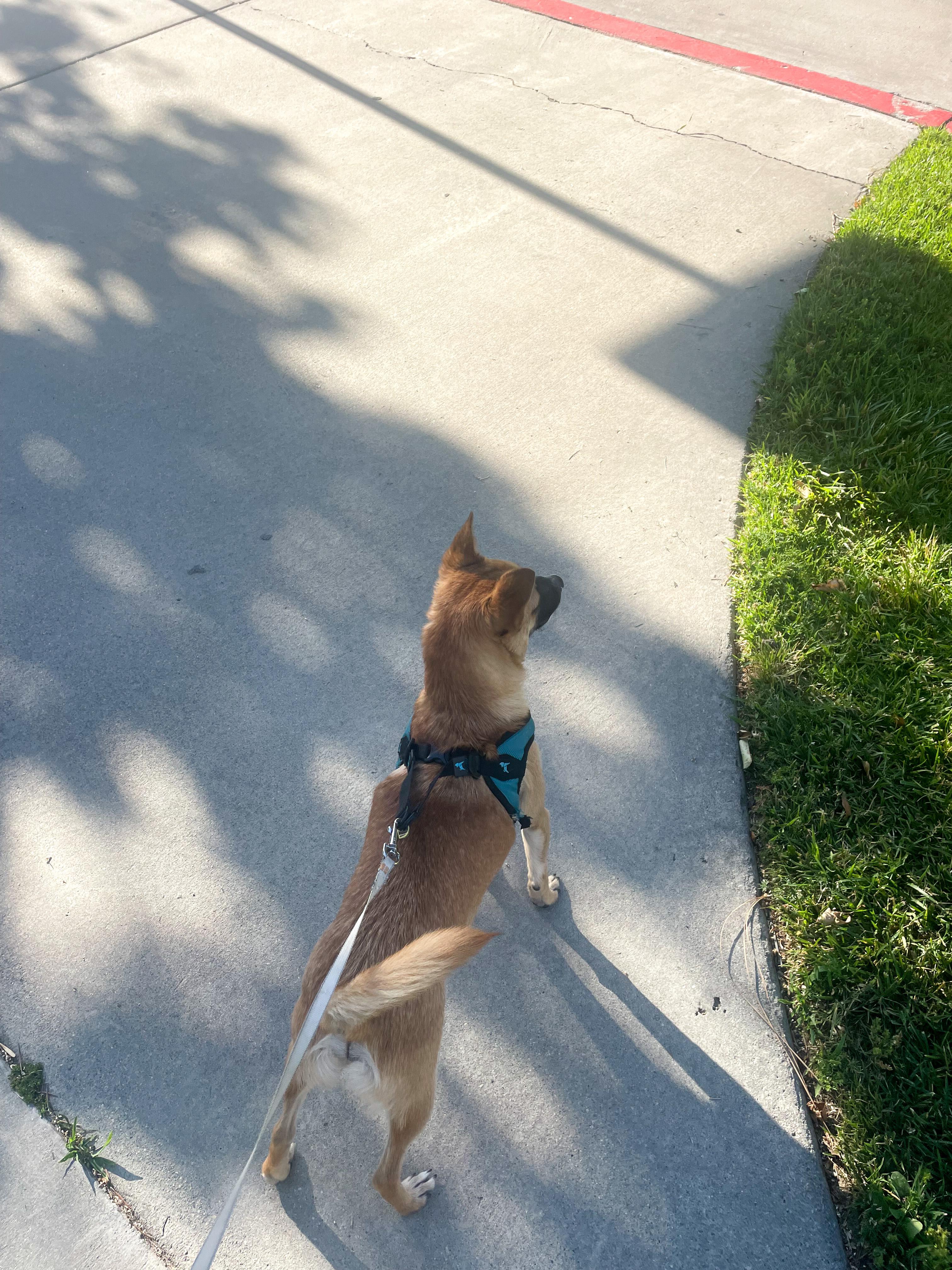 Enlarge Drew, a ADOPTABLE mixed breed in West Hollywood, CA image 5/6