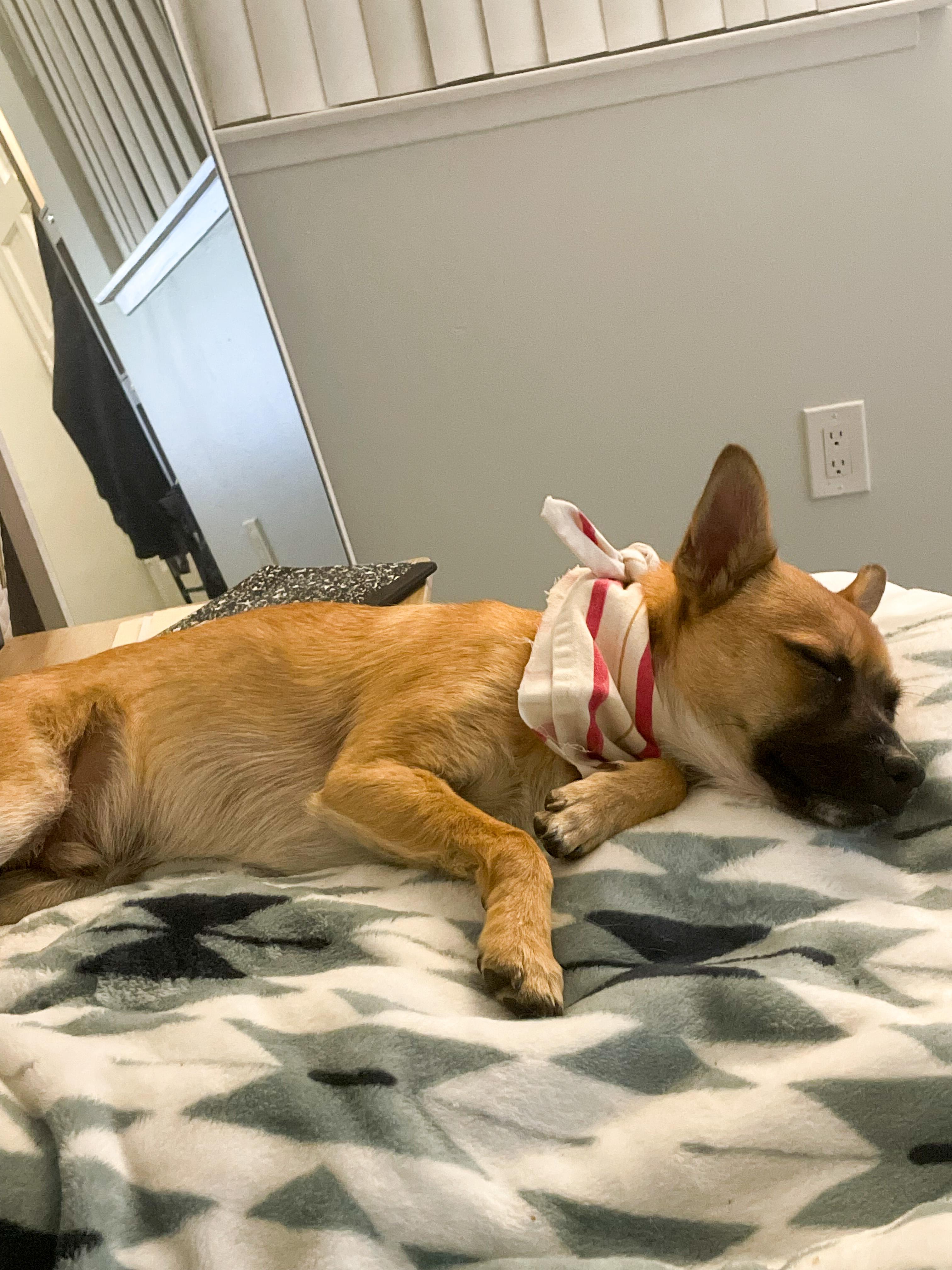 Enlarge Drew, a ADOPTABLE mixed breed in West Hollywood, CA image 2/6