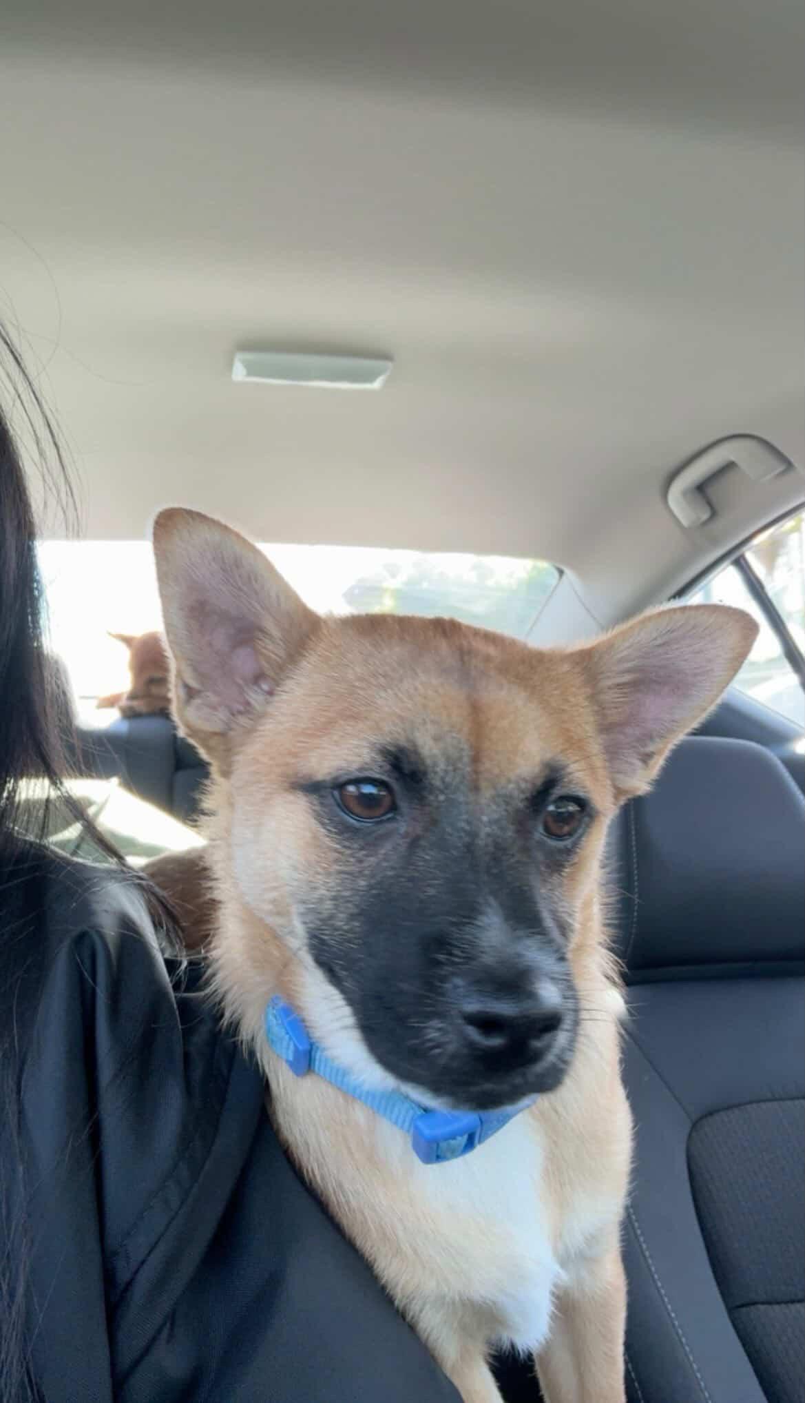 Enlarge Drew, a ADOPTABLE mixed breed in West Hollywood, CA image 1/6