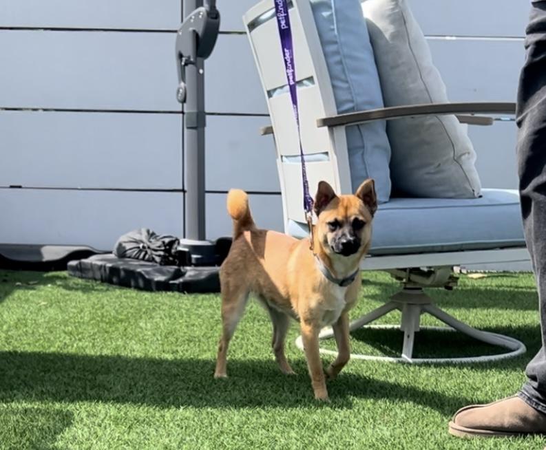Enlarge Drew, a ADOPTABLE mixed breed in West Hollywood, CA image 6/6