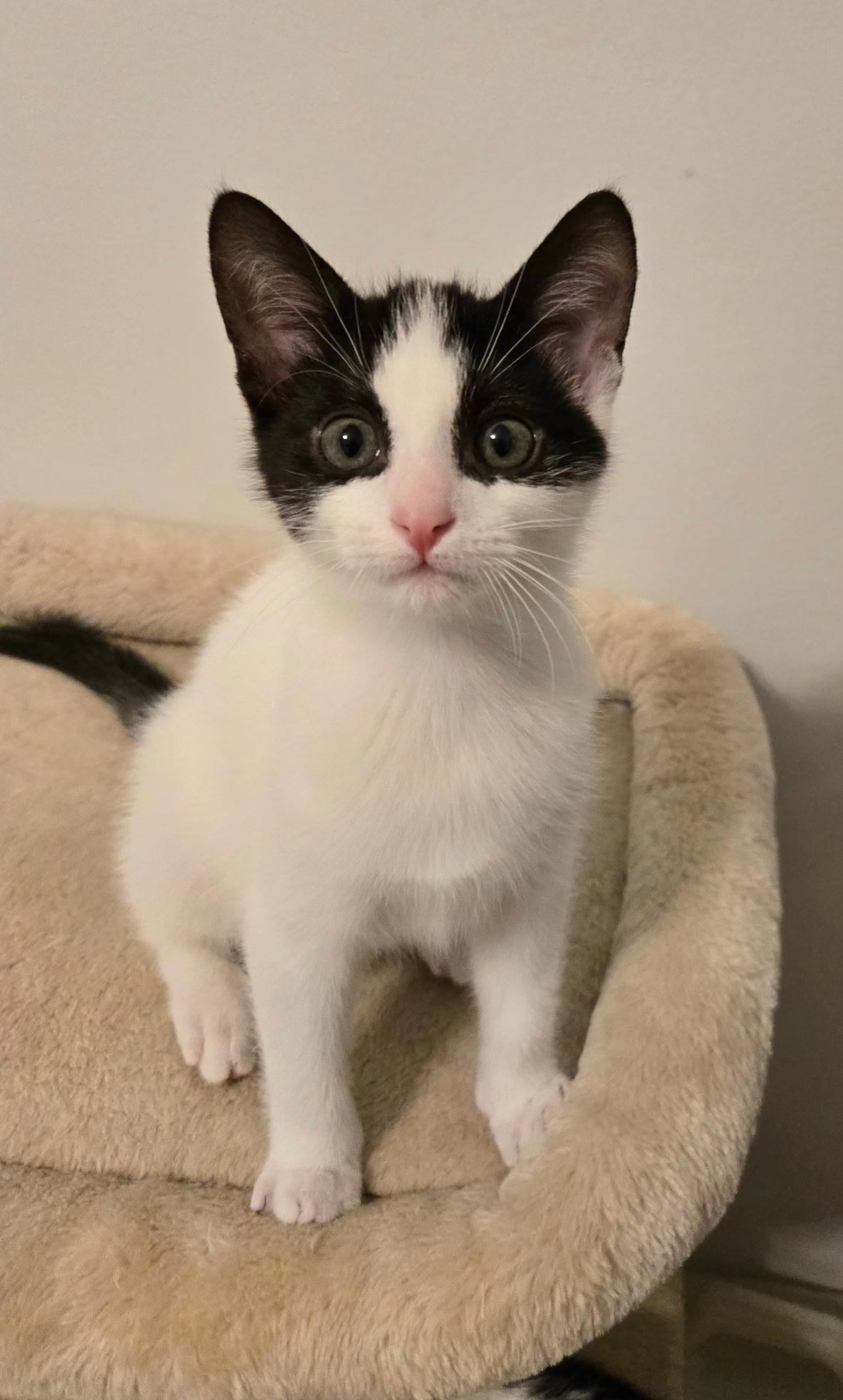 Enlarge Puffin, a Adopted Tuxedo in Brighton, MI image 4/6