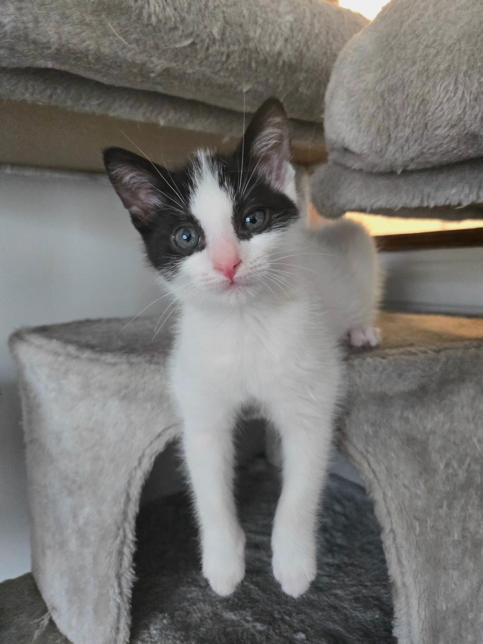 Enlarge Puffin, a Adopted Tuxedo in Brighton, MI image 3/6