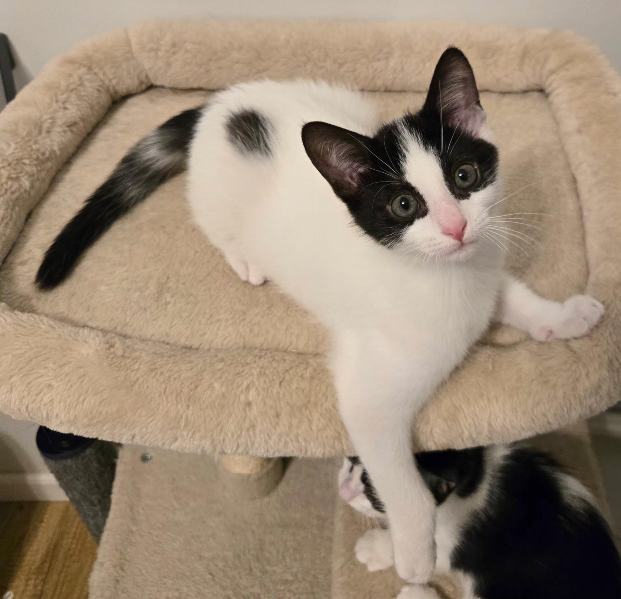 Enlarge Puffin, a Adopted Tuxedo in Brighton, MI image 6/6