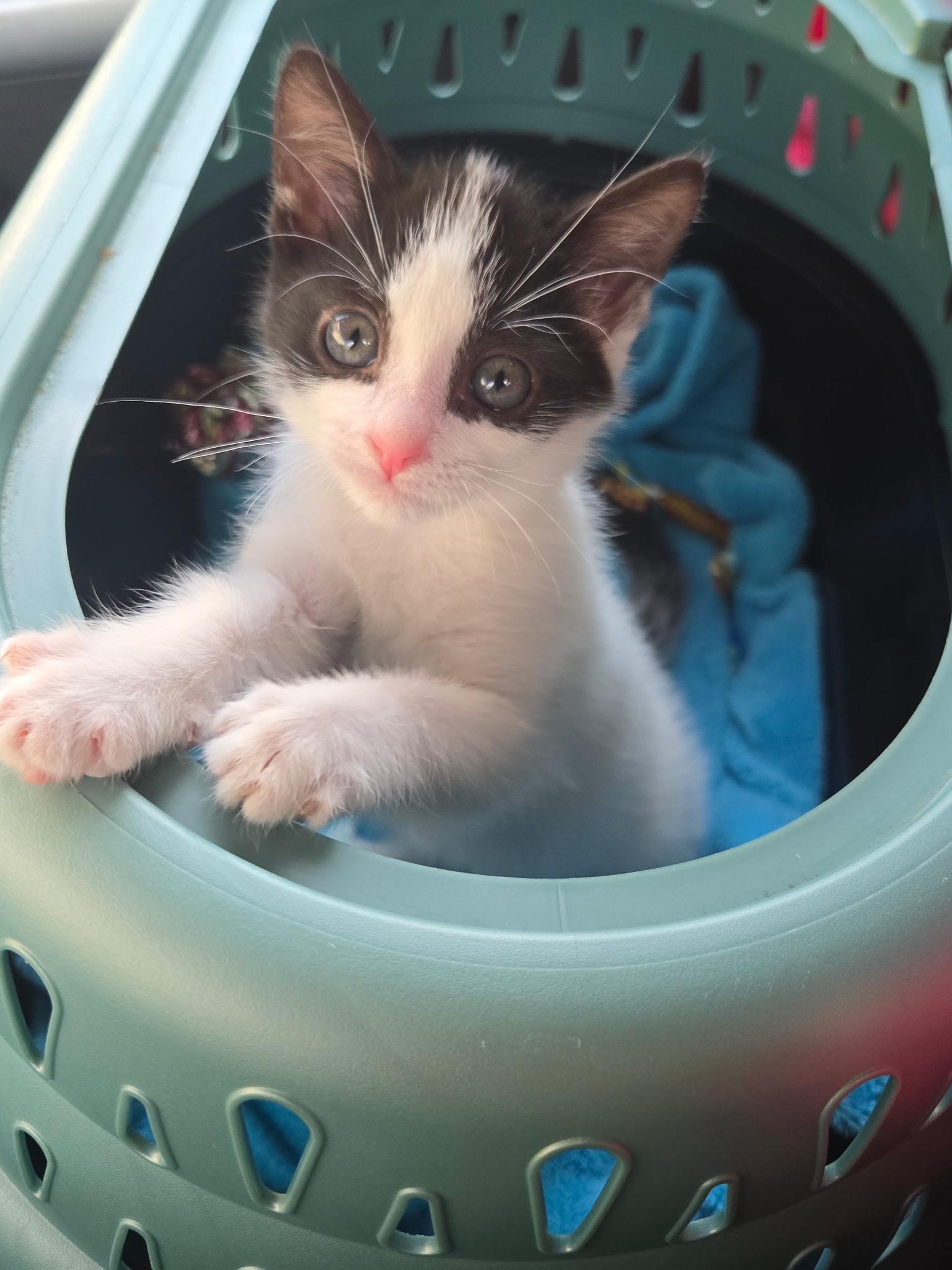 Puffin, Adopted, Kitten Male Tuxedo.